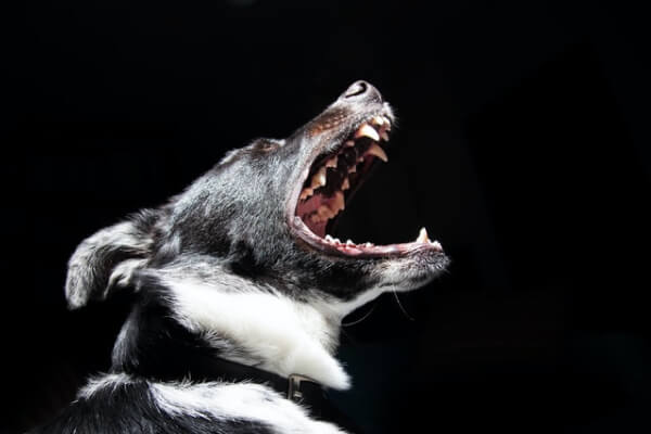 Dog Bites​